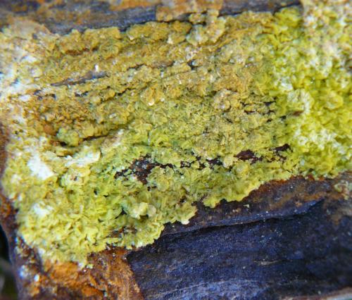 Autunite<br />Keroland Mine, Le Haut Mora, Guérande, Saint-Nazaire, Loire-Atlantique, Pays de la Loire, France<br /><br /> (Author: Benj)