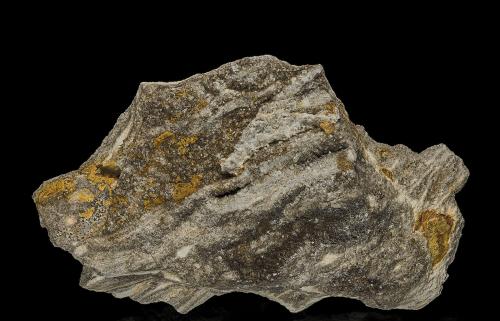 Quartz (variety smoky quartz), Petrified Wood<br />Brilliant, Marion County, Alabama, USA<br />13.0 x 7.8 cm<br /> (Author: am mizunaka)