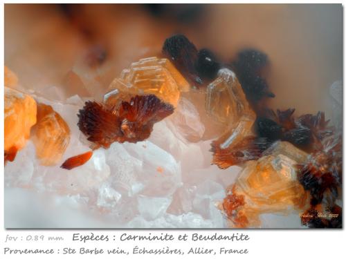 Carminite and Beudantite<br />Les Montmins Mine, Échassières, Ébreuil, Allier, Auvergne-Rhône-Alpes, France<br />fov 0.89 mm<br /> (Author: ploum)