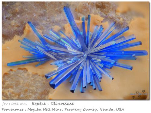 Clinoclase<br />Majuba Hill Mine, Antelope District, Pershing County, Nevada, USA<br />fov 0.91 mm<br /> (Author: ploum)