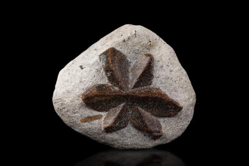 Staurolite<br />Pestsovye Keivy, Keivy Mountains, Kola Peninsula, Murmanskaja Oblast, Northern Region, Russia<br />8 x 7.5 x 3 cm / main crystal: 5.8 cm<br /> (Author: MIM Museum)