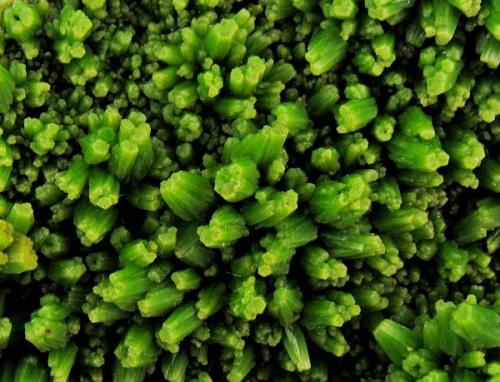 Pyromorphite
Daoping Mine, Gongcheng, Guilin, Guangxi Zhuang, China
95 mm x 85 mm

Close-up view (Author: Carles Millan)