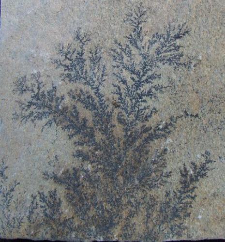 Dendrite on Sandstone 70mm tall (Author: nurbo)