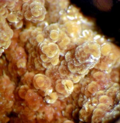 Cacoxenite in Quartz, Area shown is approx.1.5cms across. Collected in the dumps of the Chala Gold Mine, Spahievo Ore Field, Bulgaria (Author: Colleen Thomson)
