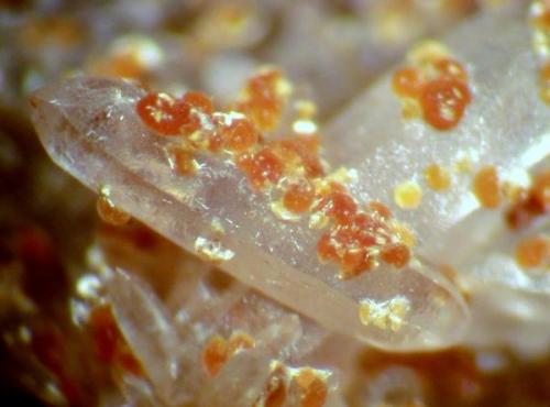 Cacoxenite on Quartz - Chala Gold mine. Spahievo Ore Field, Bulgaria. FOV> 1.5cms across (Author: Colleen Thomson)