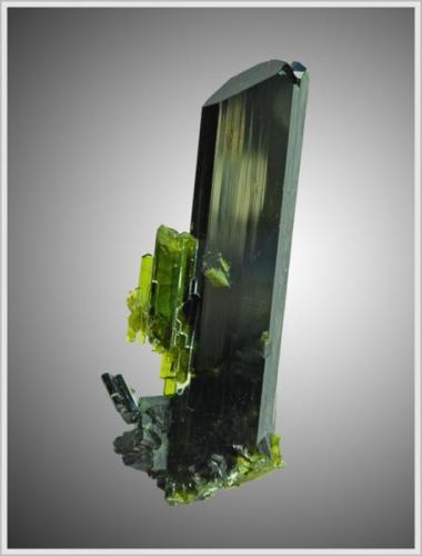 Epidote with Augite - Söllnkar - Austria - found on my own. Thumbnail (2.1 x 0.8 x 0.4 cm) (Author: jaysminerals)