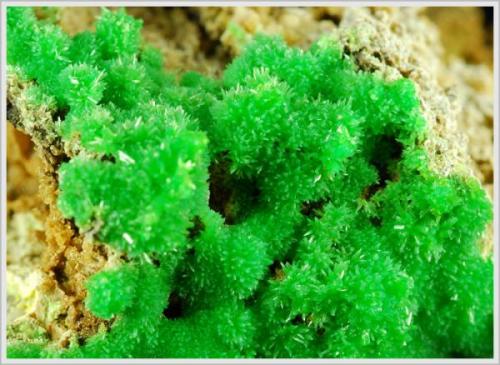 Pyromorphite - Schau ins Land Mine - Hofsgrund - Blackforrest - Germany - minature (5.3 x 2.9 x 3.5 cm) (Author: jaysminerals)