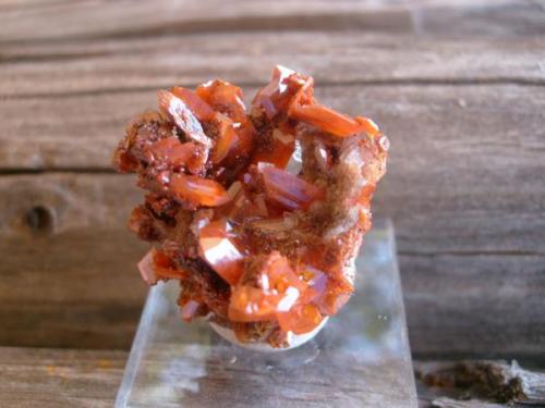 My little Red Cloud Mine toenail wulfenite. Like the one below, just came back to me in a trade with the guy I had sold it to, was glad to get it for $3 a few years ago!!! And am happy to have it back! (Author: Darren)