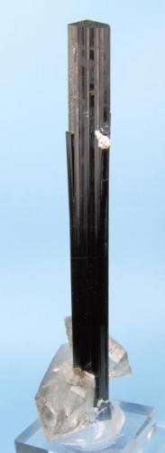 Schorl, quartz
Dassu area, Shigar Valley, Skardu District, Gilgit-Baltistan, Pakistan
Schorl size: 109 mm long, 10 mm wide. Main quartz size: 41 mm long (Author: Carles Millan)