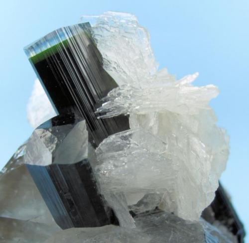 Tourmaline, quartz, albite
Shengus, Haramosh Mountains, Skardu, Gilgit-Baltistan, Pakistan
72 mm x 61 mm x 48 mm. Main tourmaline size: 11 mm wide

Close up view. (Author: Carles Millan)