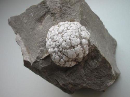 About 3 cm measuring ulexite nodule (so-called "cotton ball") in massive anhydrite. Sample from the first place ulexite was found in Germany, the Niederellenbach quarry near Rothenburg, Hesse. From the collection of Sigmund Koritnig who described the mineral from Niederellenbach. (Author: Andreas Gerstenberg)