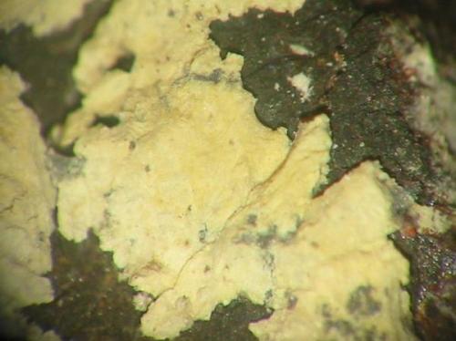 Yellowish massive villyaellenite on native arsenic from the 366 shaft, Aue-Alberoda, Erzgebirge, Saxony. Picture width 3 mm. (Author: Andreas Gerstenberg)
