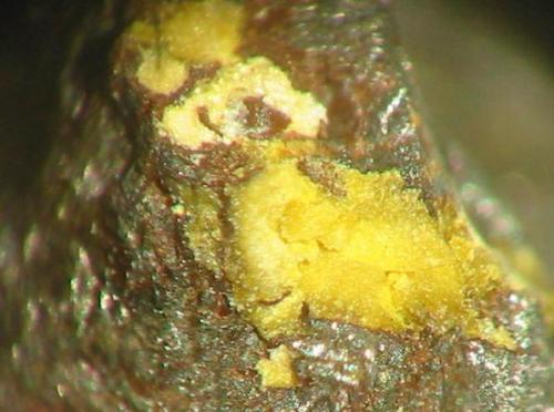 Yellow lazarenkoite on loellingite matrix from Bärenstein quarry, Bad Harzburg, Harz. Picture width 3 mm. (Author: Andreas Gerstenberg)