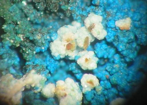 Blue cyanotrichite with white chalkoalumite and green brochantite from St. Briccius mine, Annaberg district, Erzgebirge, Saxony. Picture width 5 mm. (Author: Andreas Gerstenberg)