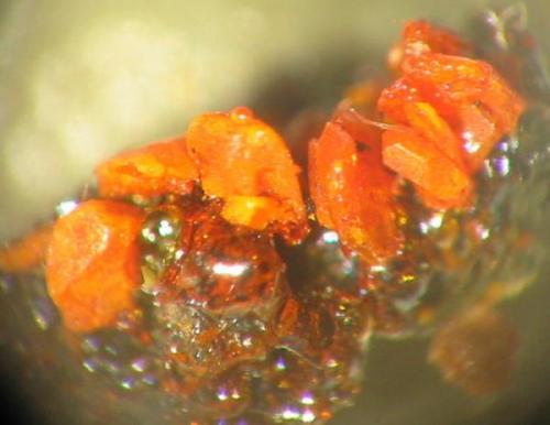 Orange red alacranite crystals from Wilmsdorfer shaft, Possendorf near Dresden, Saxony. Picture width 2 mm. (Author: Andreas Gerstenberg)