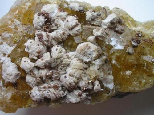 Yellow fluorite cubes covered with white baryte-nuts and brown siderite. Classic from Herzog August zu Randeck mine, Mulda, Freiberg district, Erzgebirge, Saxony. The mine also developed beautiful green and violet fluorites which are sought-after by local collectors. Picture width 6,5 cm. (Author: Andreas Gerstenberg)