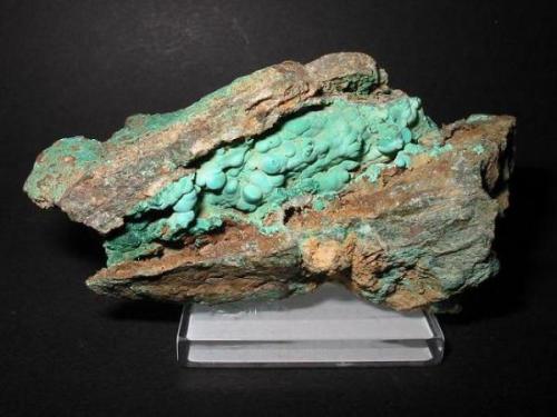 Kidney-like malachite from St. Johannis mine, Plauen-Thiergarten, Voigtland, Saxony. Picture width 9 cm. These samples still can be found today at the small dumps of this ancient copper mine. At first unknown Thiergarten malachites get more and more popular. However, malachite crystals are as rare as the azurite pieces from this locality. (Author: Andreas Gerstenberg)