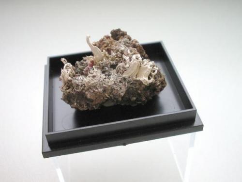 Fresh silver wires (up to 1 cm) on massive quartz/silver matrix. Nice miniature from 330 m level, Freital vein, Marx-Semmler Stolln, Oberschlema, Erzgebirge, Saxony. (Author: Andreas Gerstenberg)