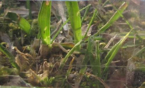 Grass included in Quartz?
Smoky Quartz. Detail. 12,80x5,50x3,2 cm (Author: José Miguel)