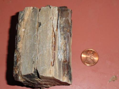 Petrified Wood Unknown Origin
6.8cm x 4.8cm x 3.2cm (Author: Screenname)