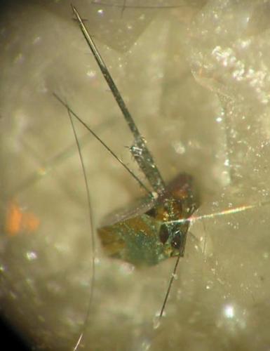 Emplectite needles (up to 4 mm) on chalcopyrite from Käfersteige mine, Pforzheim, Black Forest. (Author: Andreas Gerstenberg)