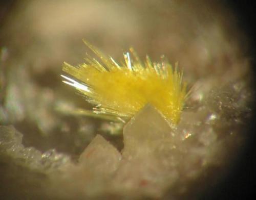 2 mm uranophane spray on quartz from a rather unusual locality: 235 shaft near Antonshöhe, Breitenbrunn district, Erzgebirge, Saxony. The Breitenbrunn district is known for some nice skarn minerals (as garnets ore rare borate minerals like ludwigite). But also silver veins occured and - uranium minerals. But the latter you normally don´t see any grain of on mineral market... (Author: Andreas Gerstenberg)