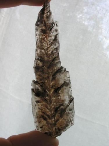Rather large gypsum crystal with feather-like clay inclusions from the Tonberg claypit, Bad Freienwalde, Brandenburg. (Author: Andreas Gerstenberg)