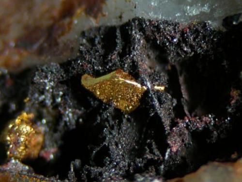 Oro Nativo.
Mina Dos de Mayo, La Nava de Ricomalillo, Toledo, Castilla La Mancha, España. 
Cristal de 1,1 mm. Col. Nacho Gaspar, foto. S. Maturana. (Autor: Nacho)