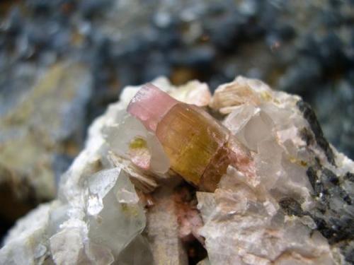 Elbaíta (rubelita)
Estepona - Malaga - Andalucía - España
cristal: 2 cm (Autor: Diego Navarro)