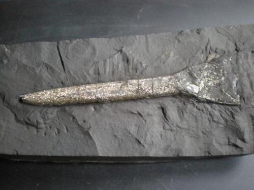Belemnite piritizado 
Obras de la Autovia Jurasico Reinosa Cantabria
Tamaño del fosil 13 cm (Autor: PabloR)