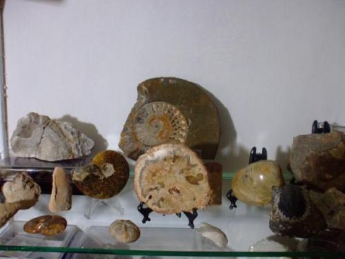 En esta comunidad no son muy afectos a los fosiles pero incluire una vista general de los mios. (Autor: manuel rodriguez garcia)