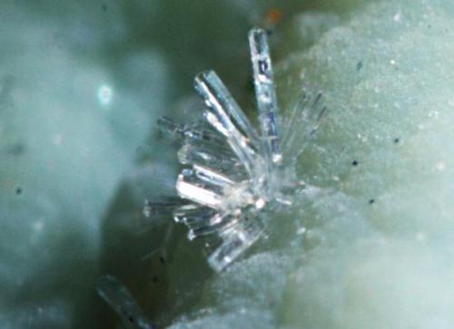 Cristales de wavellita sobre turquesa, encuadre de medio mm. (Autor: usoz)