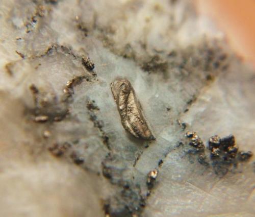 Löllingita
Mina Monchi, Burguillos del Cerro, Badajoz, Extremadura, España.
cristal 4 mm (Autor: Nieves)