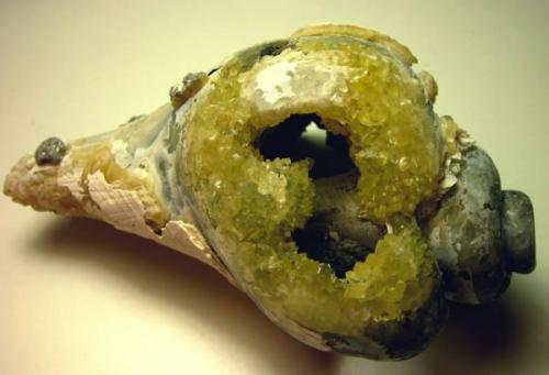 Recrystallized Whelk fossil, Rucks’ Pit, Ft. Drum, Florida, 8 cm long (Author: Turbo)