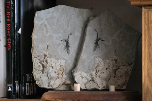 Fossilized feather from Douglas Pass Co. USA. I wonder about the rarity of such a thing, any comment? (Author: vic rzonca)