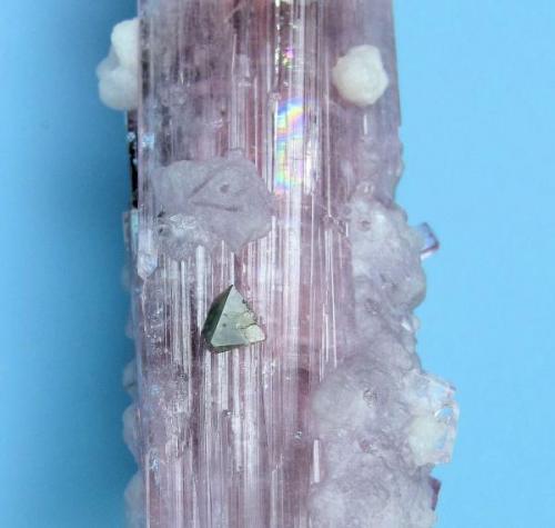 Elbaite, lepidolite, microlite. Microlite octahedron (5 mm on edge).
Paprok, Kunar Valley, Nuristan Province, Afghanistan
100 mm tall x 24 mm wide in the widest point. Microlite crystal: 5 mm on edge (Author: Carles Millan)