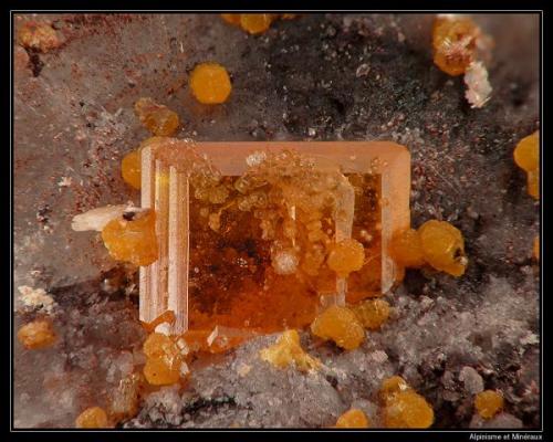 Wulfenite with mimetite
Rowley mine, Arizona, USA
fov 10 mm (Author: ploum)