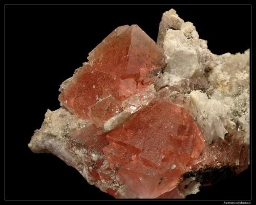 Fluorite rose
Secteur de l’Aiguille Verte, Chamonix, France
4 cm (Author: ploum)