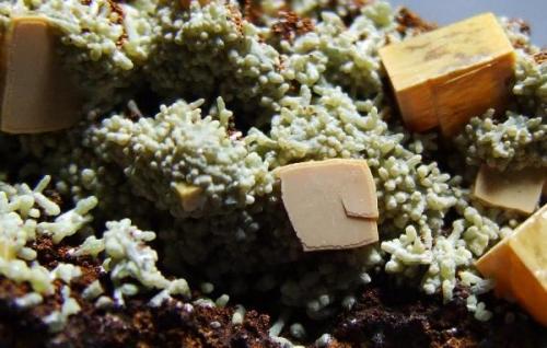 Wulfenite and Mimetite, Ojuela Mine, Mun de Mapimi, Durango,  Mexico, largest  Wulfenite approx 7 mm across. (Author: nurbo)