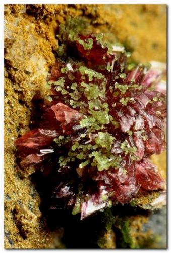 Eritrina y conicalcita<br />Mina Cuesta Alta, Cerro Minado, Huércal-Overa, Comarca Levante Almeriense, Almería, Andalucía, España<br />Grupo de cristales de 3 mm.<br /> (Autor: Rafa Muñoz(mineralvarado))