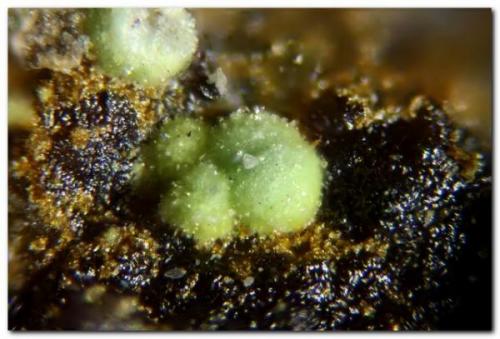 Barahonaita-(Fe<br />Dolores outcrop, Pastrana, Mazarrón / Águilas, Comarca Alto Guadalentín, Region of Murcia (Murcia), Spain<br />Grupo central de 0,4 mm.<br /> (Autor: Rafa Muñoz(mineralvarado))