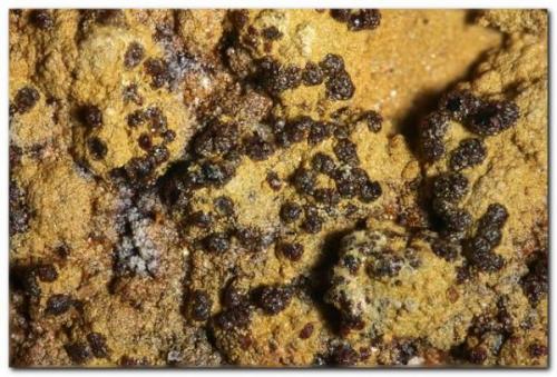 Yukonita<br />Calicata Dolores, Pastrana, Mazarrón / Águilas, Comarca Alto Guadalentín, Región de Murcia (Murcia), España<br />Encuadre 3 mm.<br /> (Autor: Rafa Muñoz(mineralvarado))