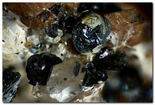 Hematites sobre cuarzo<br />Sandra Quarry, Los Barrancos, Manzanera, Comarca Gúdar-Javalambre, Teruel, Aragon, Spain<br />Encuadre de 7mm.<br /> (Autor: Rafa Muñoz(mineralvarado))