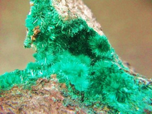 Brochantita<br />La Estrella Mine, Jaroso ravine, Almagrera Range, Cuevas del Almanzora, Comarca Levante Almeriense, Almería, Andalusia, Spain<br />PIeza 5 x 3 cm.<br /> (Autor: Nieves)