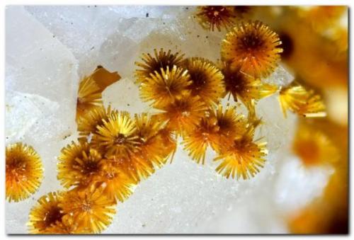 Cacoxenita<br />La Paloma Mine, Zarza la Mayor, Mancomunidad Rivera de Fresnedosa, Cáceres, Extremadura, Spain<br />Encuadre 4 mm.<br /> (Autor: Rafa Muñoz(mineralvarado))