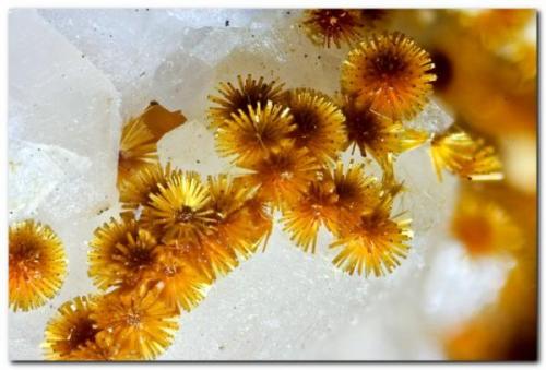 Cacoxenita<br />Mina La Paloma, Zarza la Mayor, Mancomunidad Rivera de Fresnedosa, Cáceres, Extremadura, España<br />Encuadre 4 mm.<br /> (Autor: Rafa Muñoz(mineralvarado))