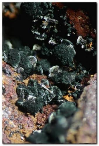 Natrodufrenita<br />La Paloma Mine, Zarza la Mayor, Mancomunidad Rivera de Fresnedosa, Cáceres, Extremadura, Spain<br />Ancho 3 mm<br /> (Autor: Rafa Muñoz(mineralvarado))