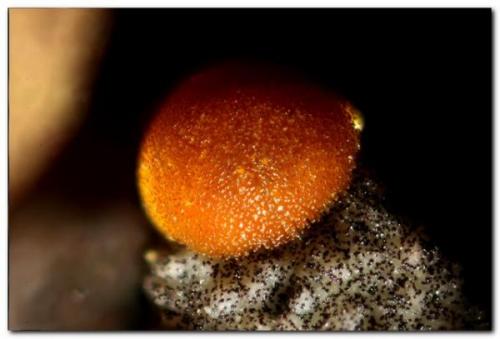 Cacoxenita.<br />La Paloma Mine, Zarza la Mayor, Mancomunidad Rivera de Fresnedosa, Cáceres, Extremadura, Spain<br />Grupo de 0,5 mm.<br /> (Autor: Rafa Muñoz(mineralvarado))