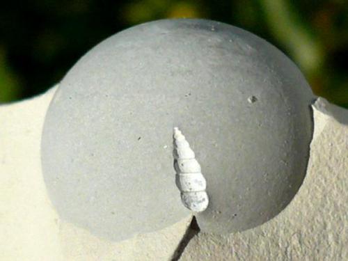 Ópalo (variedad menilito)<br />Opal outcrop, Camarillas reservoir, Agramón, Hellín, Comarca Campos de Hellín, Albacete, Castilla-La Mancha, Spain<br />Diámetro: 1,5 cm. Fósil: 5 mm.<br /> (Autor: nerofis2)
