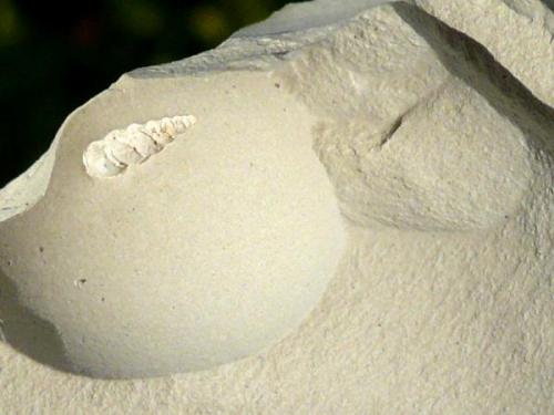 Ópalo (variedad menilito)<br />Opal outcrop, Camarillas reservoir, Agramón, Hellín, Comarca Campos de Hellín, Albacete, Castilla-La Mancha, Spain<br />Fósil de 5 mm.<br /> (Autor: nerofis2)